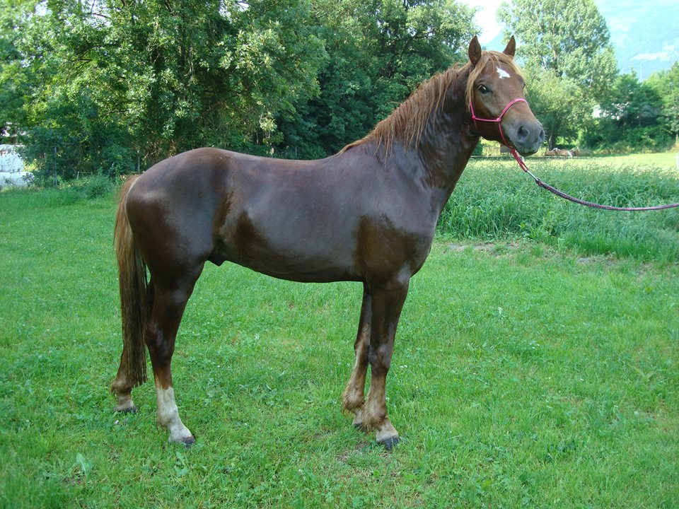 Fuchshengst v. Cityhof