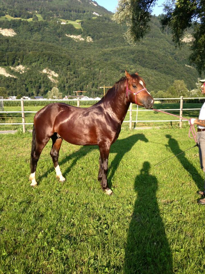 Hengst v. Cityhof dunkel 2