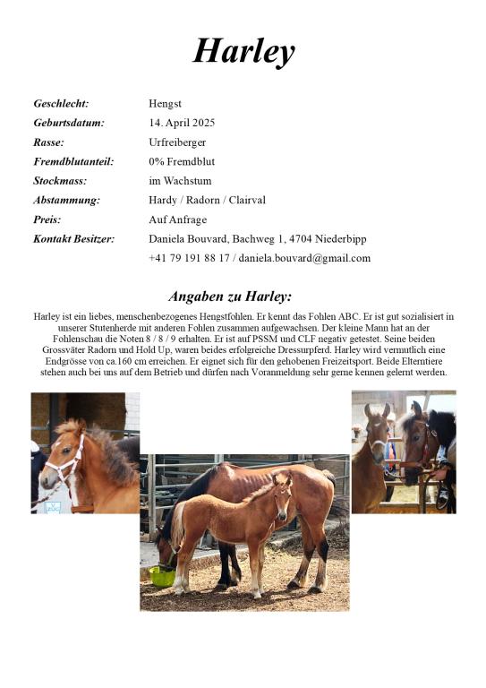 Verkaufspferde Harley