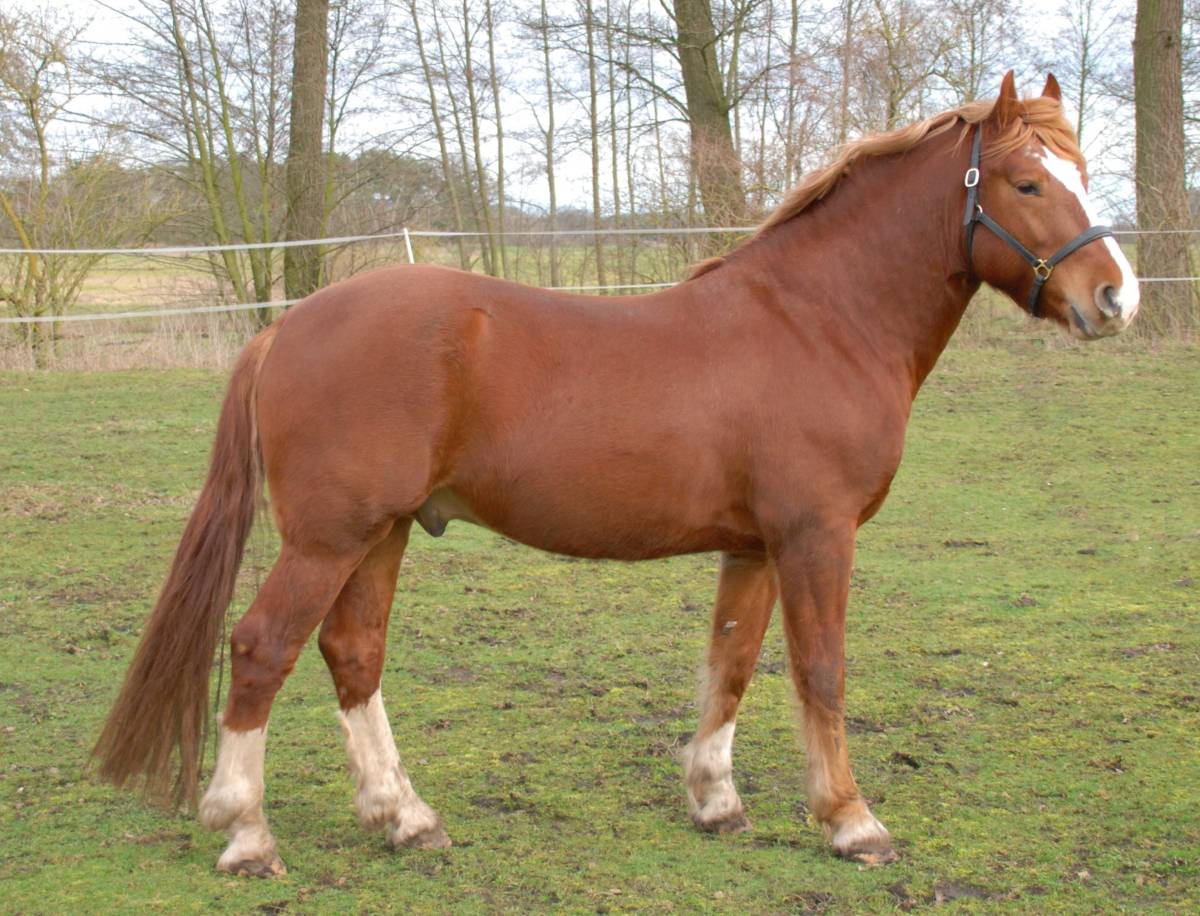 Doderic (vormals Cherry)