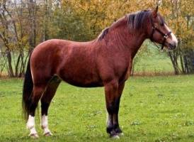 Cornelius (Oesterreich)